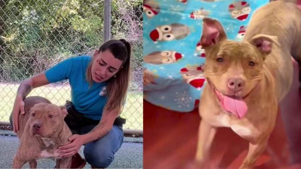 Mama Shelter Dog Watches Her Babies Leave One by One & Barks at Human, Begging To Be Let Out