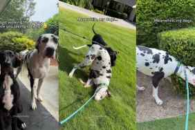 Two Great Danes Think Walk Time Is Actually 'Goof Around' Time