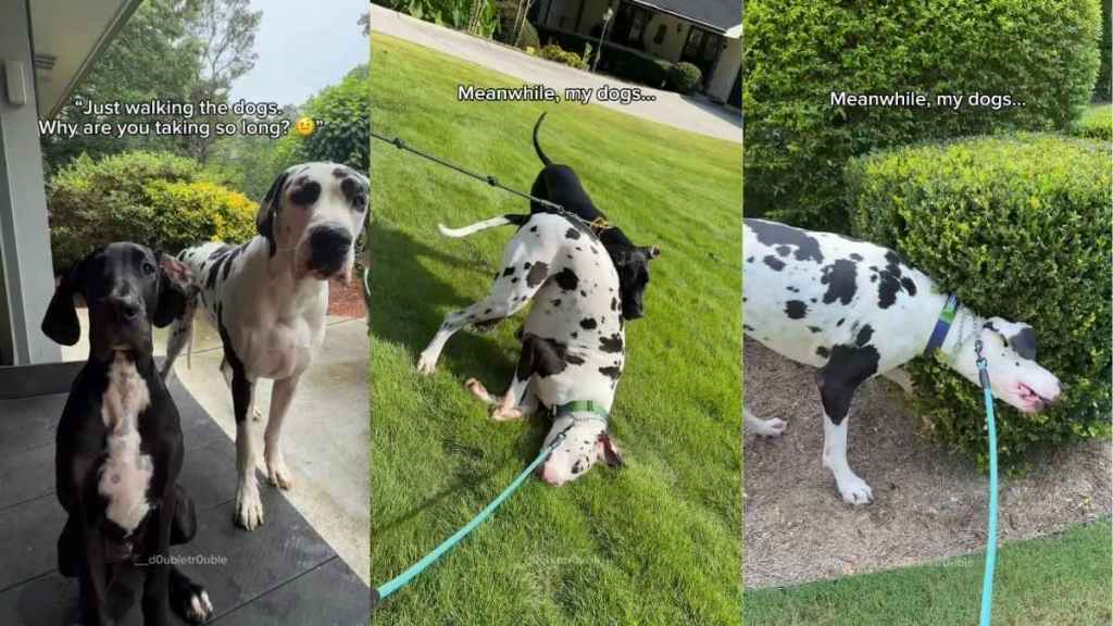 Two Great Danes Think Walk Time Is Actually 'Goof Around' Time