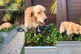 Golden Retriever’s Backyard Antics Include Stealing Strawberries From Mom’s Garden