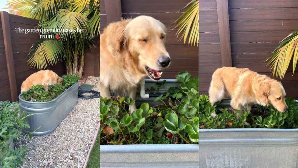 Golden Retriever’s Backyard Antics Include Stealing Strawberries From Mom’s Garden