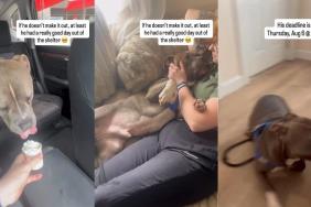 Shelter Dog Gets a Break From the Kennel Chaos, Only To Return To Something Heartbreaking