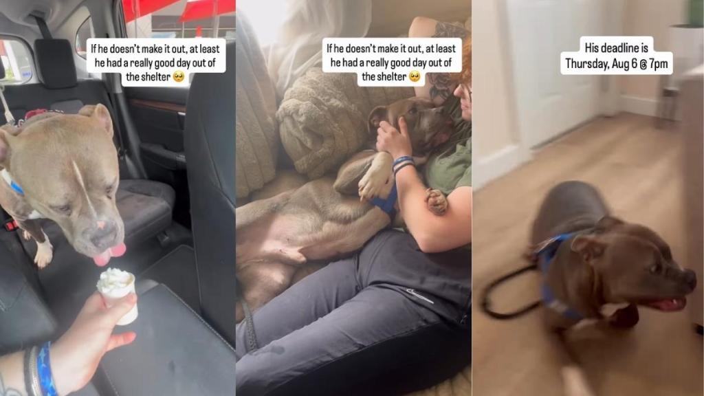 Shelter Dog Gets a Break From the Kennel Chaos, Only To Return To Something Heartbreaking