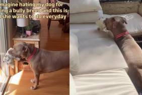 Rescue Dog, Misjudged for Her Breed, Picks a Toy & Waits by the Door, Knowing What Time Is