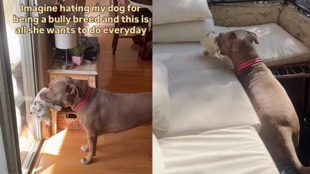 Rescue Dog, Misjudged for Her Breed, Picks a Toy & Waits by the Door, Knowing What Time Is
