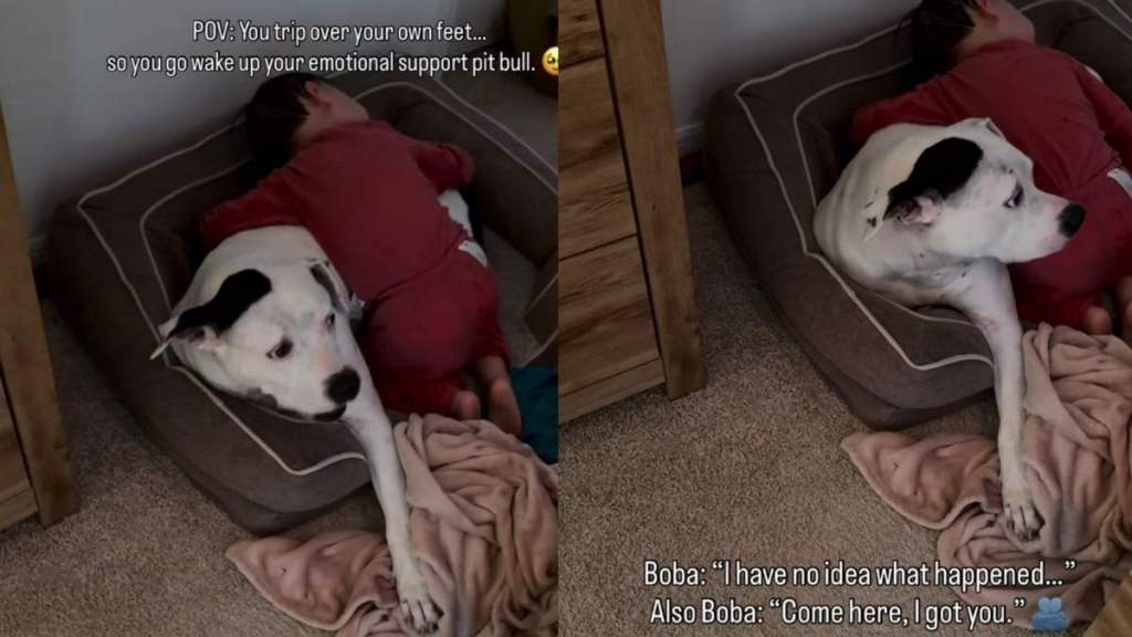 Dog Has No Idea Why Little Boy Is Crying, but Comforts Him Like He Understands Everything