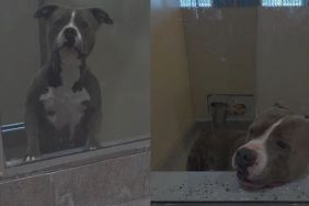 Shelter Dog Bound by a Painful Stigma Is Desperately Fighting To Win a Losing Battle