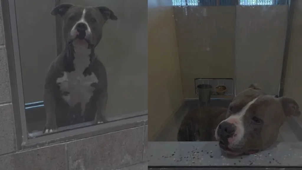 Shelter Dog Bound by a Painful Stigma Is Desperately Fighting To Win a Losing Battle