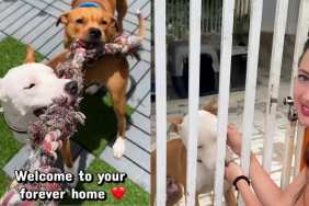 Human’s Chance Encounter With Shelter Dog Turns an Ordinary Visit Upside Down