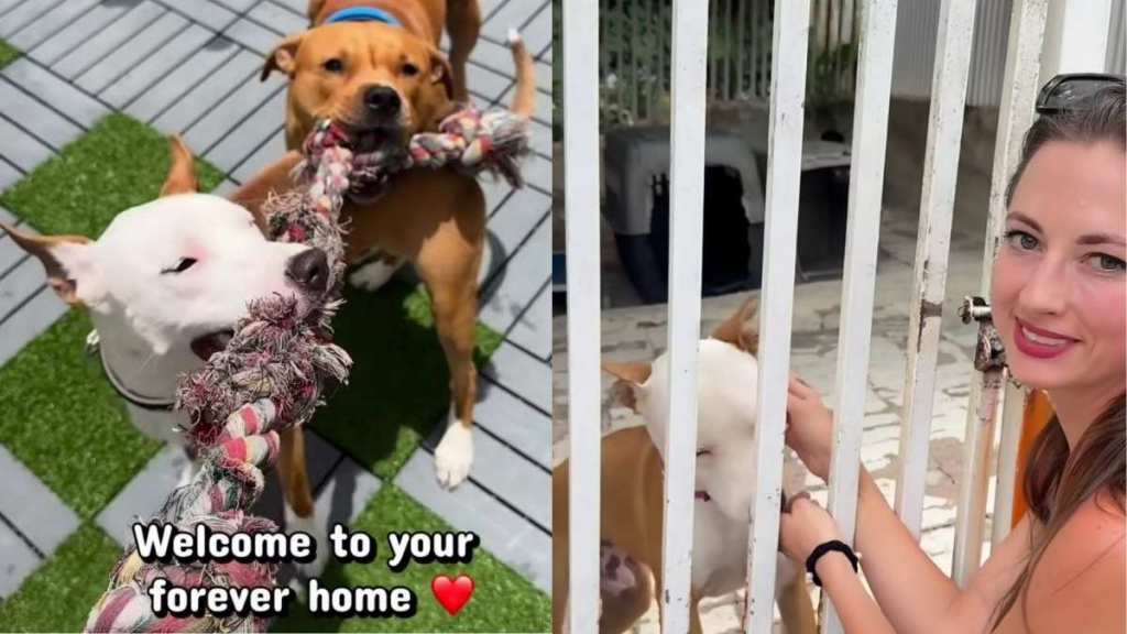 Human’s Chance Encounter With Shelter Dog Turns an Ordinary Visit Upside Down