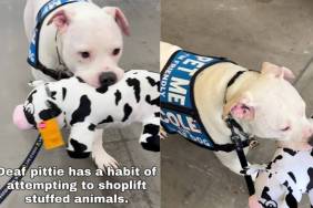 Deaf Dog Gets Caught Trying to Shoplift a Toy, but He Always Gets Away With Stealing Hearts