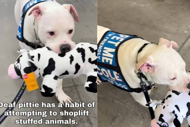 Deaf Dog Gets Caught Trying to Shoplift a Toy, but He Always Gets Away With Stealing Hearts