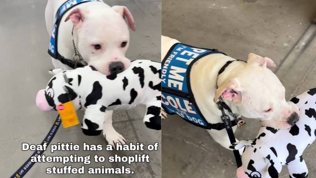 Deaf Dog Gets Caught Trying to Shoplift a Toy, but He Always Gets Away With Stealing Hearts