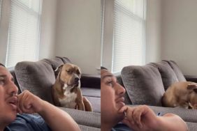 Rescue Dog Makes His Feelings About One Thing Very Clear to Human & It’s Not What They Expected