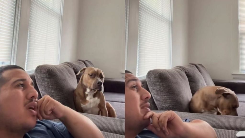 Rescue Dog Makes His Feelings About One Thing Very Clear to Human & It’s Not What They Expected