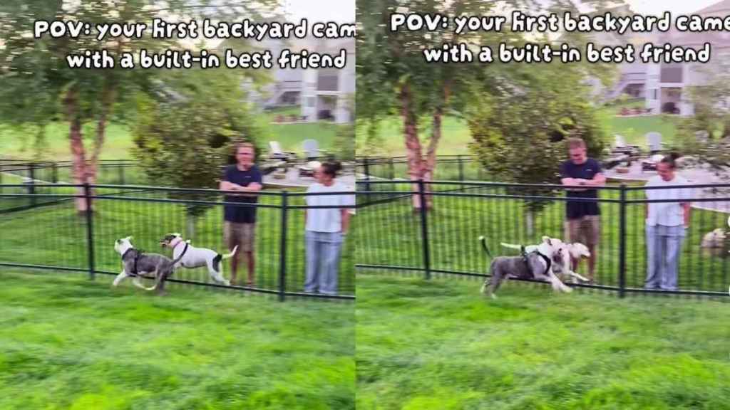 Dog's New Backyard Came With a Built-In Best Friend, and They're Never Apart
