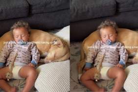 Dog Lets Sleeping Toddler Use Him as a Pillow, but Never Takes His Eyes off Him for a Reason