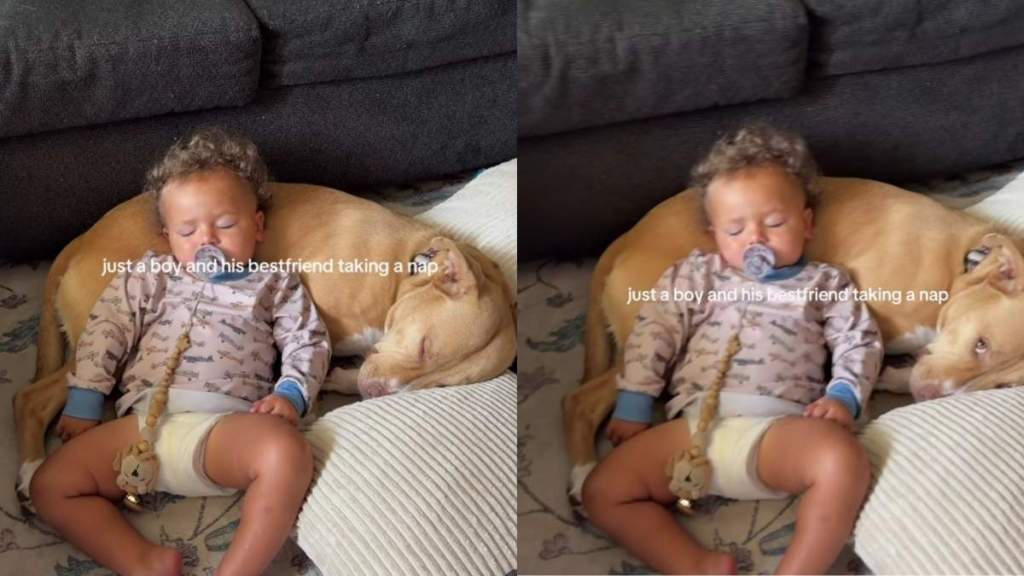 Dog Lets Sleeping Toddler Use Him as a Pillow, but Never Takes His Eyes off Him for a Reason