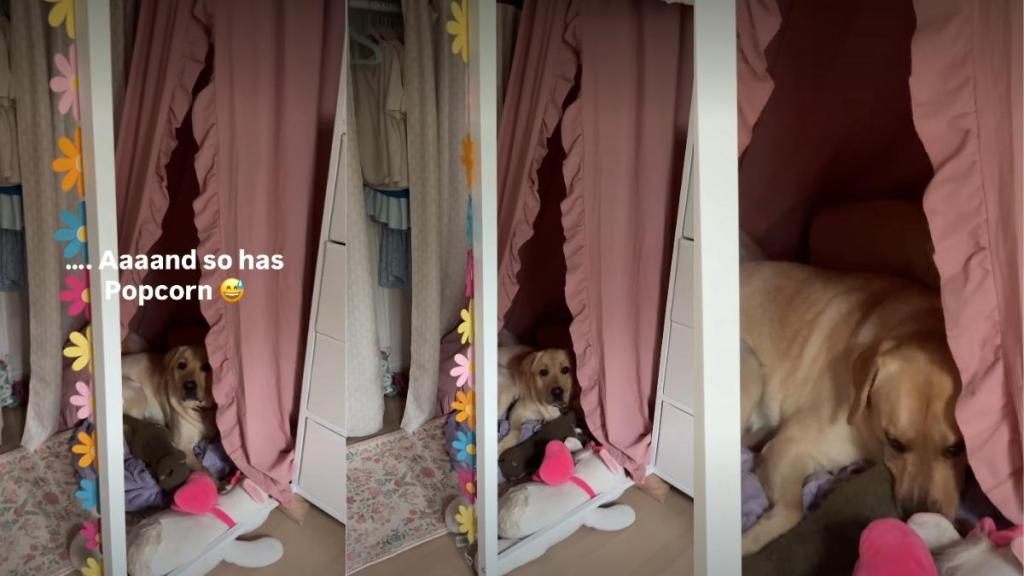 Dog Claims Kid's New Reading Nook So He Never Has to Let Her Out of His Sight