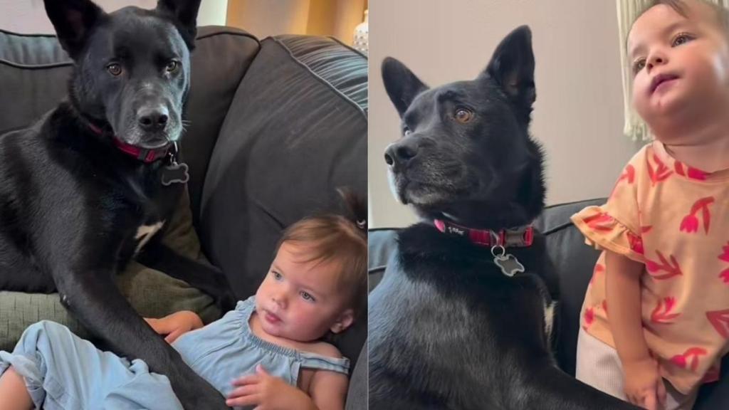 Dog Decides Being Near Baby Isn't Enough, He Needs to Physically Protect Her