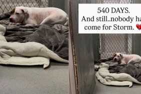 Surrendered Dog Risks Becoming Shelter’s Longest Resident After Waiting for Over 500 Days