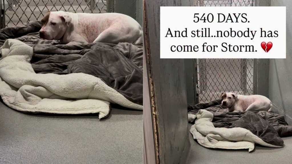 Surrendered Dog Risks Becoming Shelter’s Longest Resident After Waiting for Over 500 Days