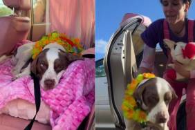 Shelter Dog Refuses to Leave Car After Outing, Knowing His Painful Reality Awaits Him