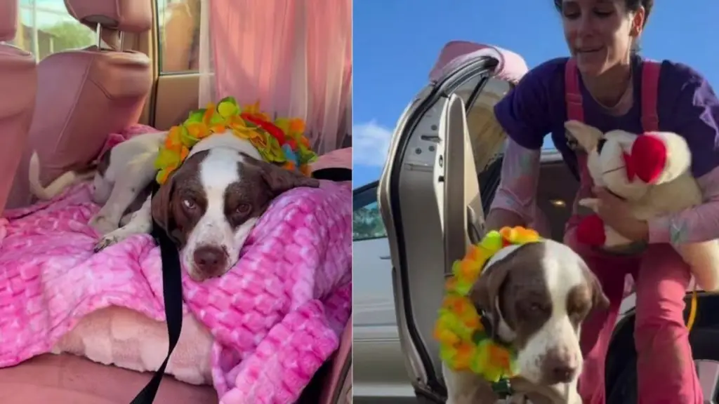 Shelter Dog Refuses to Leave Car After Outing, Knowing His Painful Reality Awaits Him