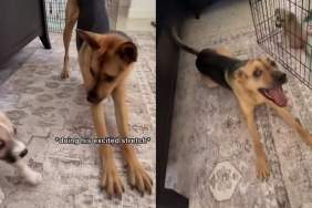 Rescue Dog Thinks He’s the Baby’s Dad, Only to Accidentally Scare the Little One Into Hiding