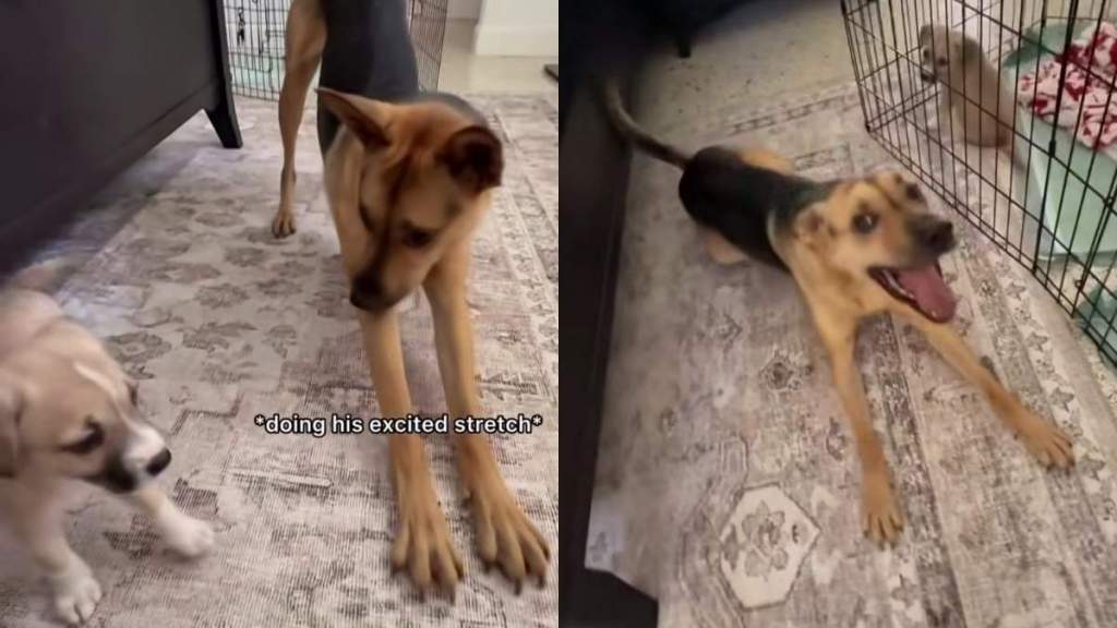 Rescue Dog Thinks He’s the Baby’s Dad, Only to Accidentally Scare the Little One Into Hiding