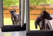 Foster Dog, Once Not Allowed Inside the Home, Still Stops at the Door Until She Knows It’s Safe