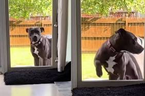 Foster Dog, Once Not Allowed Inside the Home, Still Stops at the Door Until She Knows It’s Safe