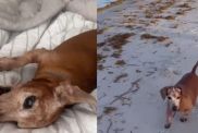 Abandoned Rescue Dog Wanders Into a House, Not Knowing He’s Found a Place Where He Belongs