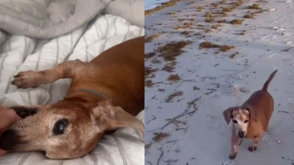 Abandoned Rescue Dog Wanders Into a House, Not Knowing He’s Found a Place Where He Belongs