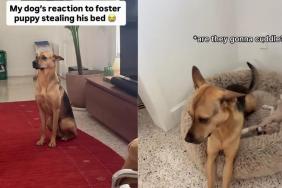 Rescue Dog Finds a Tiny Guest Stealing His Bed, but What He Does Next Is Absolutely Precious