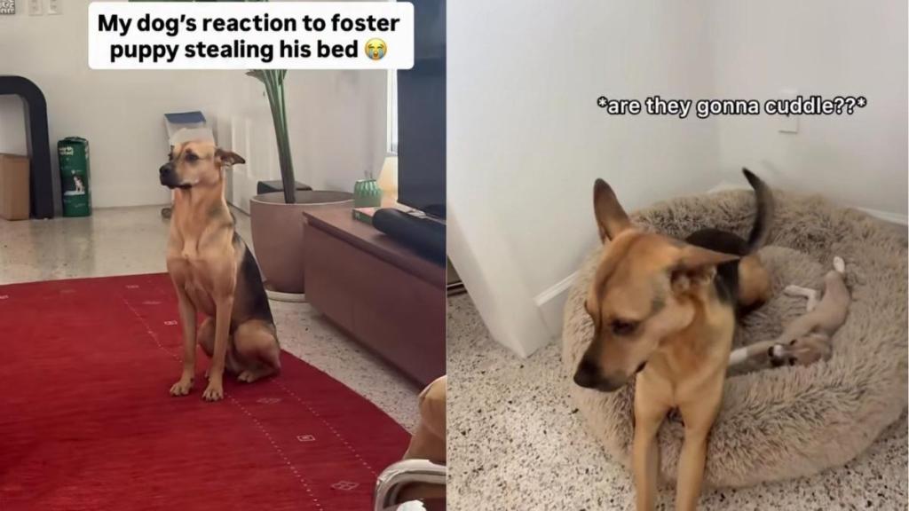 Rescue Dog Finds a Tiny Guest Stealing His Bed, but What He Does Next Is Absolutely Precious