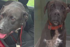 Shelter Dog Was No Longer Deemed ‘Adoptable’ Until a Human Refused to Give Up on Him