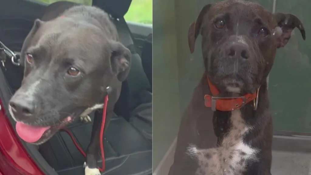 Shelter Dog Was No Longer Deemed ‘Adoptable’ Until a Human Refused to Give Up on Him