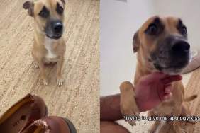 Foster Mama Dog Expected the Worst After Destroying the Shoes, Her Relieved Face Was Everything