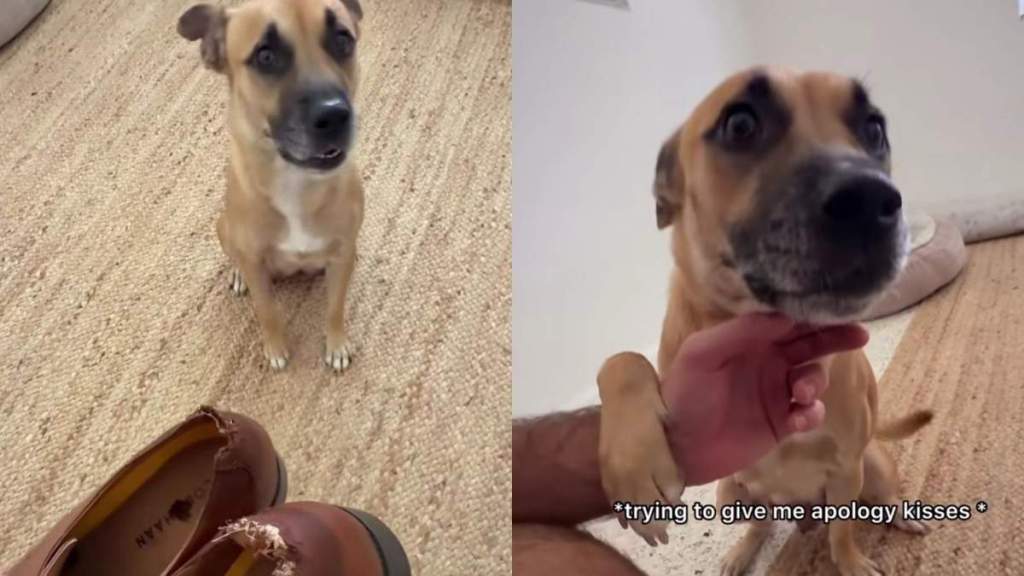 Foster Mama Dog Expected the Worst After Destroying the Shoes, Her Relieved Face Was Everything