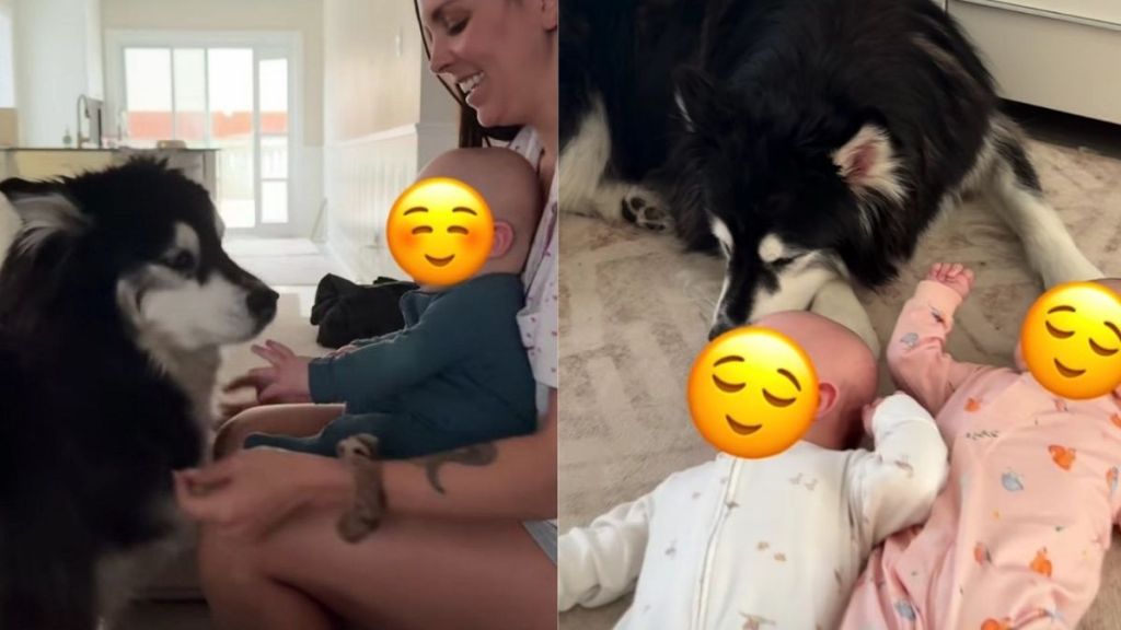 Everyone Thinks These Rescue Dogs Could Be ‘Dangerous’ Around Babies, but Mom Knows Better