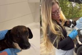 Rescue Dogs Abandoned in Horrific Conditions Face a Grim Fate, Until Humans Make One Final Plea