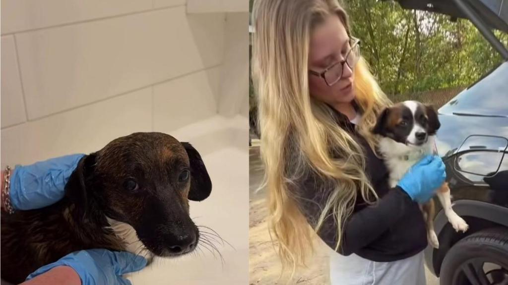 Rescue Dogs Abandoned in Horrific Conditions Face a Grim Fate, Until Humans Make One Final Plea