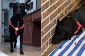 Papa Dog Is Left Behind as His Puppies Find Homes, Slowly Learning To Trust Again After Rescue