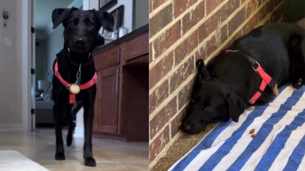 Papa Dog Is Left Behind as His Puppies Find Homes, Slowly Learning To Trust Again After Rescue