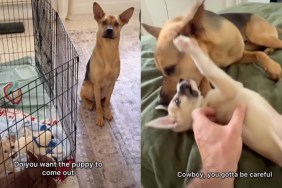 Rescue dog puppy video