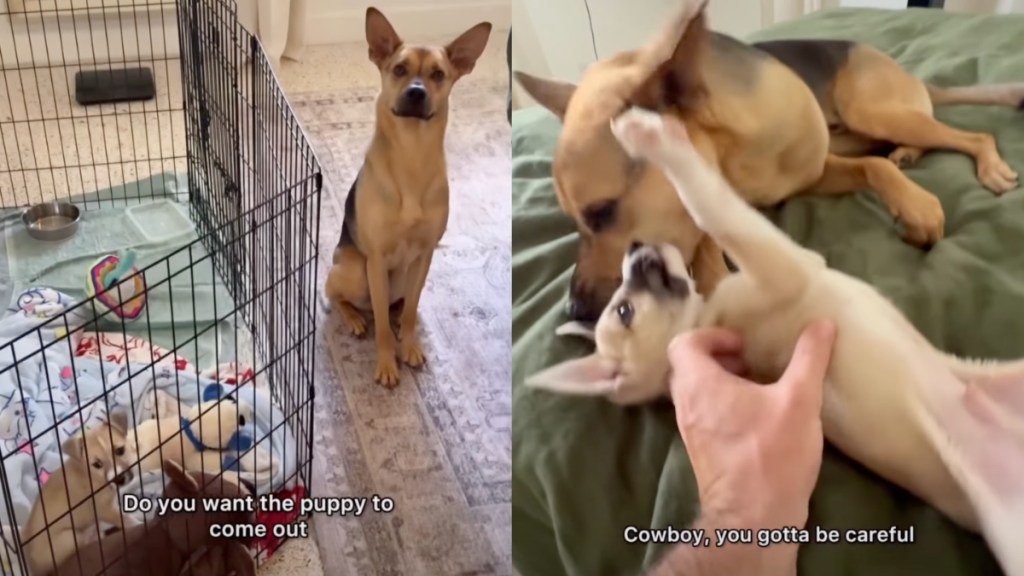Rescue dog puppy video