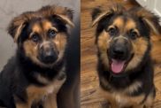 Rescue Puppy Fears Every Touch Until She Realizes No One Will Hurt Her Again