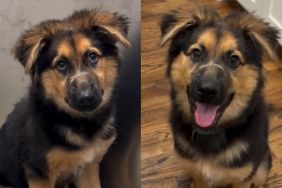 Rescue Puppy Fears Every Touch Until She Realizes No One Will Hurt Her Again