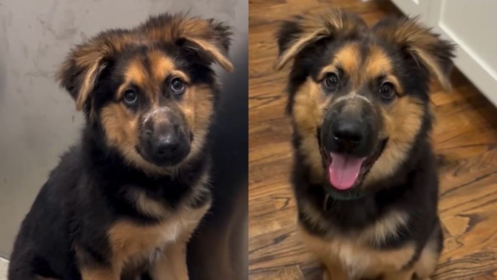 Rescue Puppy Fears Every Touch Until She Realizes No One Will Hurt Her Again